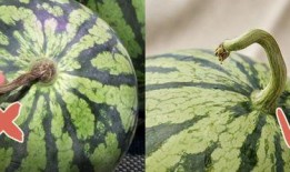 海娃吃瓜,一场夏日清凉的甜蜜冒险